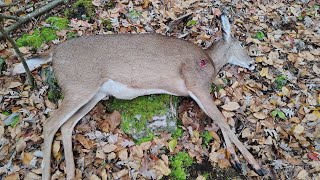 2024 Doe And A Black Squirrel