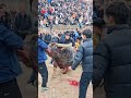 Most Dangerous Bull Fight part4 ||Bull vs Bull || #animals #sports #trending #fighting #bull #shorts