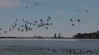 Sounds Amazing Hundreds of Wild Goose | Canada Goose