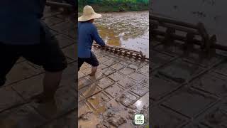 Plan a grid layout for the rice field to ensure the rice is planted in neat rows.