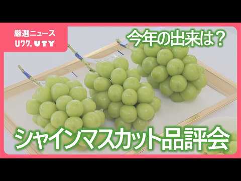 去年に比べ玉張り良く高い糖度を維持 遅場産地のシャインマスカット品評会 甲府市