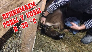 ПРИНИМАЕМ РОДЫ У КОЗЫ! ВИДЕО НЕ ДЛЯ ВСЕХ! РОДЫ В -20, А ВАМ СЛАБО?! САМ СЕБЕ РЕЖИСЕР! ШОК КОНТЕНТ!