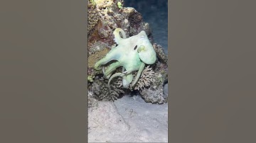 Crazy octopus camouflage 😱🐙                                                  🎥 IG - ibrahim.elhariry