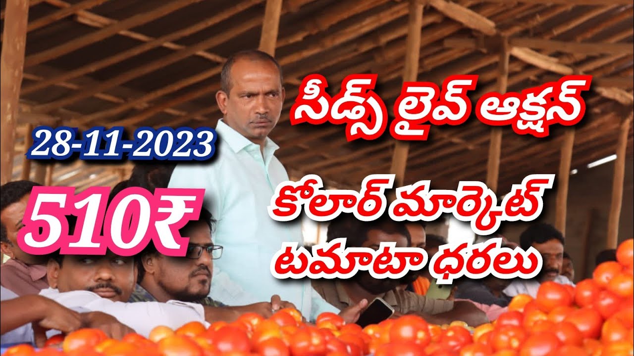 28112023 Kolar Tomato Market Rates/CMR మండి cmr టమోటా market today