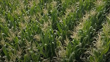 The DuracadeViptera Trait