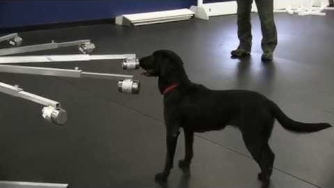 Detection Training with Two Scent Wheels