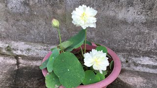 A lotus pot blooms after 42 days of planting