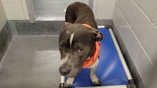 acs A678004