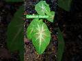 ഒരു കിടിലൻ Caladium Bicolor കണ്ടാലോ! #shorts #trending #youtubeshorts #viral #explore