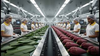 Inside the World's Largest High-Tech Banana Factory