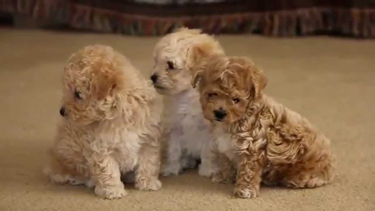 bichpoo puppies
