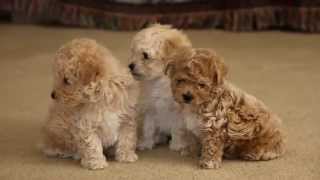 BichPoo Puppies For Sale