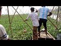দেখুন কীভাবে দোলা দিয়ে মাছ ধরা হয় | village fish catching video in river 2019