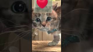 CUTE LITTLE KITTEN ADVENTURE - SCHOOL EDUCATION ANIMATION