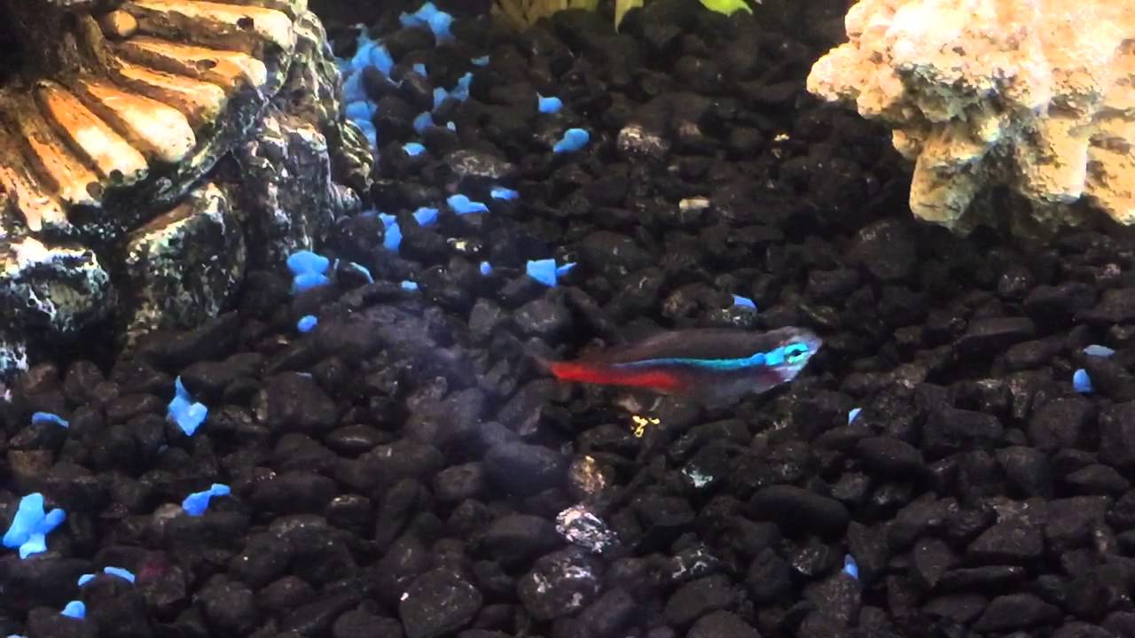 Brown Spot Disease In Neon Tetras Reference: Neon Tetra Disease