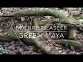 Venomous Serpiente Nahuyaca Barba Amarilla - Fer de Lance - Bothrops Asper - K’ook’ob