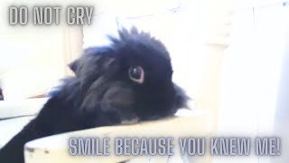 remembering Binky bunny/come show your love for this bunny legend by Binky Bunny's Way 582 views 1 month ago 8 minutes, 46 seconds