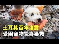 土耳其百年強震 受困寵物驚喜獲救 - 土耳其地震 - 國際新聞