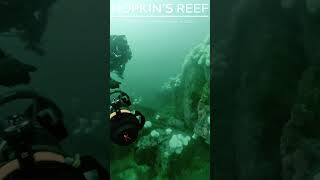 Green Murk Riding #diving #scubadiving #california #scuba #divelife #nature #socalscuba