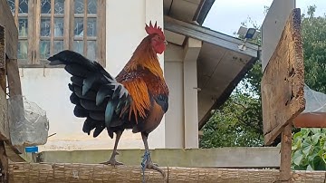 saib qaib dib noob tuaj zoo nyiam nug tau nawb