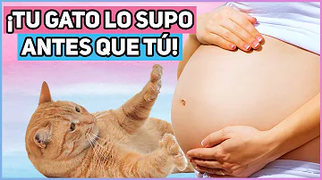 ¿Qué hacen los gatos cuando notan que estás embarazada?