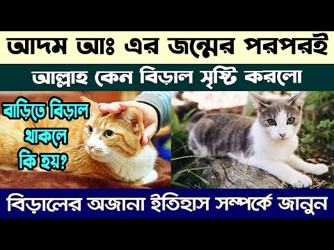 ভিডিও: আশ্চর্যজনক বিড়াল: কালো সিংহ