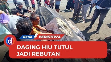 Hiu Tutul 2,5 Ton Terdampar di Pantai Cilacap, Dagingnya Jadi Rebutan