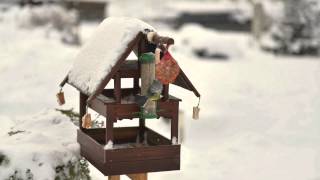 Nikon D600 timelapse test: Birds feeder