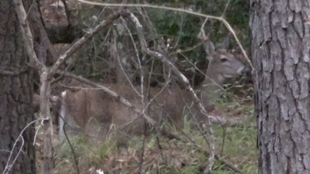Deer Hunting South Carolina 2023 Ep. 2 Scouting and Hunting