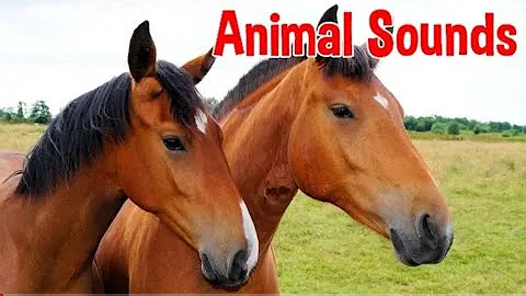 Animal Sounds for Children (20 Amazing Animals) Riya kids TV