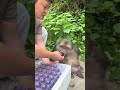 Why Was The First Mouthful Not Given To Me #The One-Armed Monkey Star