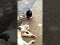 ハトに邪魔されて怒る猫