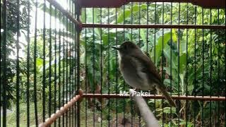 Pancingan SRDC agar cepat ngeplong- suara SRDC Betina memanggil jantan