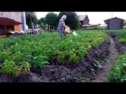 Video: Бакчаңызда гербициддерди кантип колдонсо болот