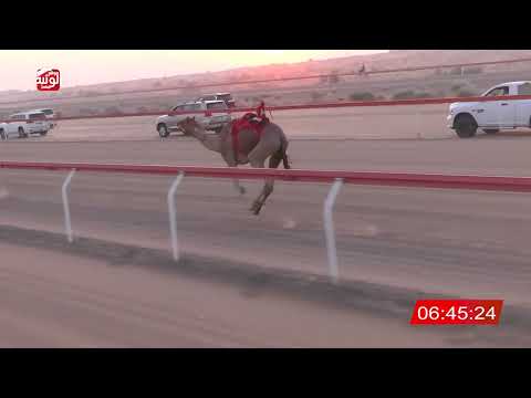 الشوط 1 الهبيبة لـ سلطان علي سلطان ميرين 10 02 شارة الديوان 2025 11 2 حول وزمول الجبيب