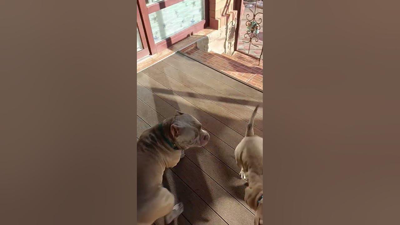 Дикая львица Луна #собака #bulldog #животные #собаки #щенок #топ - YouTube