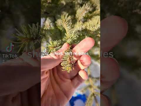 Spruce tree identification.