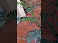 Papilio machaon ha tornat a la Ruta officinalis, Crevillent 17/6/26 6 a
