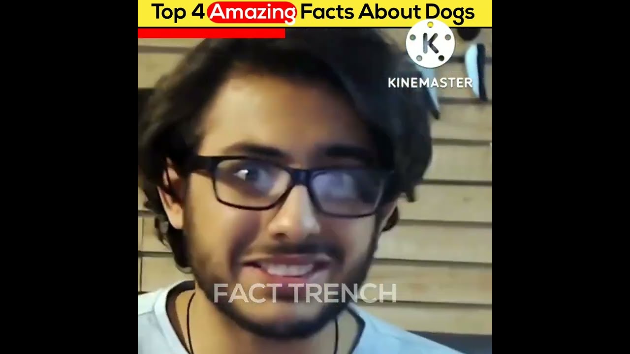 4 Secret Facts About Dog Shorts shorts viralshorts 4 Secret Facts About Dog Shorts shorts viralshorts