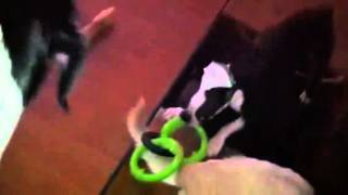 Boston Terrier Vs. German Shorthair Pointer