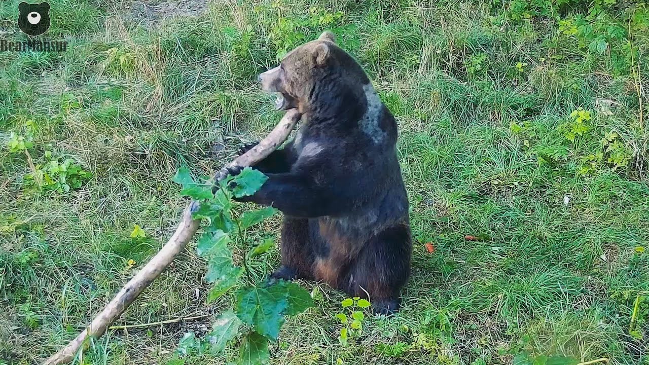 На зарядку становись🐻💪 - YouTube