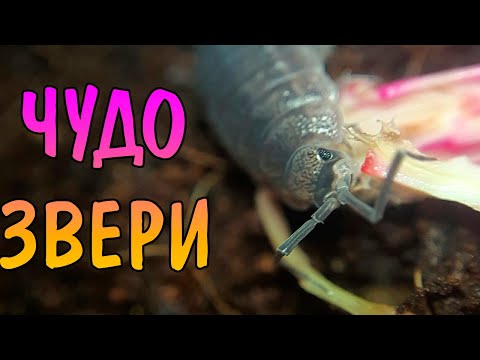 ОХ УЖ ЭТИ "БЕЗОБИДНЫЕ" МОКРИЦЫ. КАК ЕДЯТ МОКРИЧКИ. Wood louse