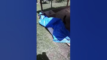 3 month old Bantam Rooster trying to crow!