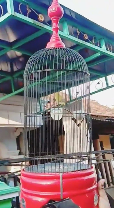 PLECI TEMBAKAN WIRIT WIRIT MANTENAN // PANJANG SEKALI BOSKU #plecimania #mantenan #sejalur #pcmi