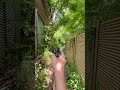 Tokyo Marui M1911A1 GBB #airsoft