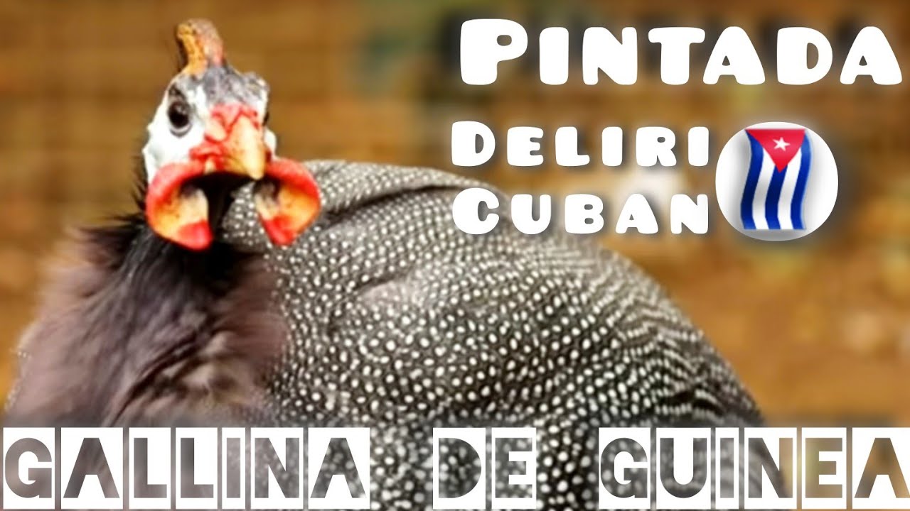 🇨🇺Gallina de guinea solo  para cazadores expertos🇨🇺. #caza #cazamenor #pasiónporlacaza 