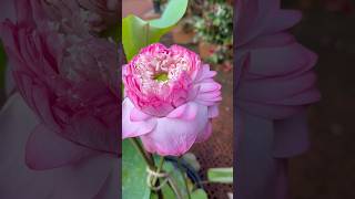 Customer updation🥰🥰🥰🥰🥰 #youtube #gardening