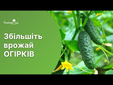 Як вберегти огірки від хвороб та шкідників.