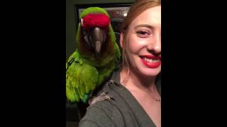 Maynard my military macaw doesn't want to go to bed by MissSadieSue 23,599 views 7 years ago 3 minutes, 8 seconds