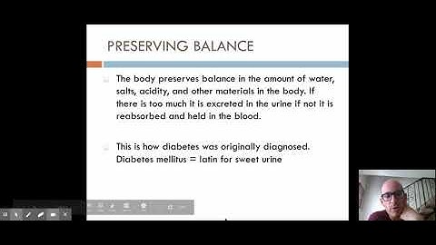 URINARY SYSTEM - Google Slides